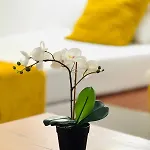 Apartment Nova *